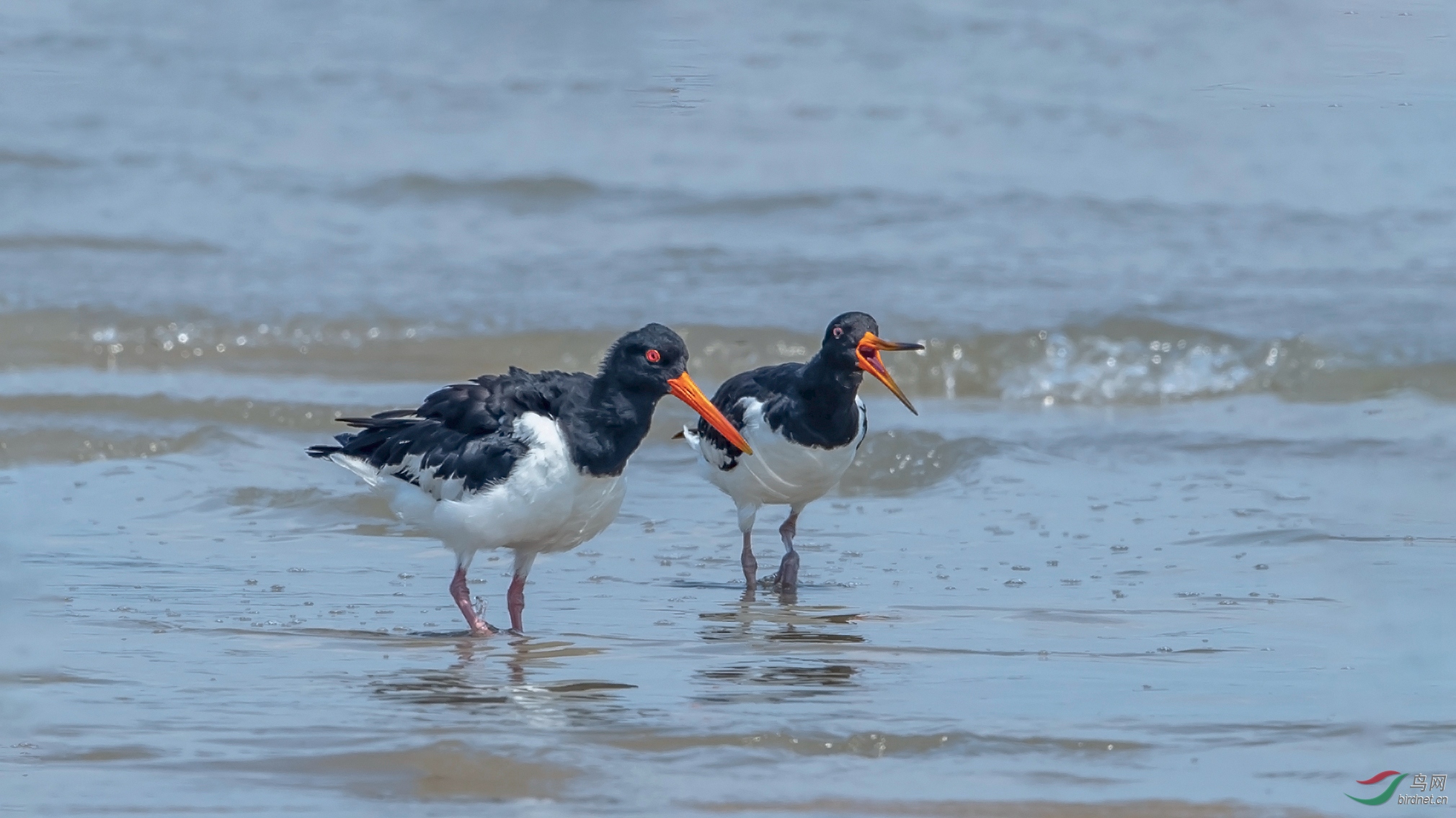 DSC_8851-1.jpg