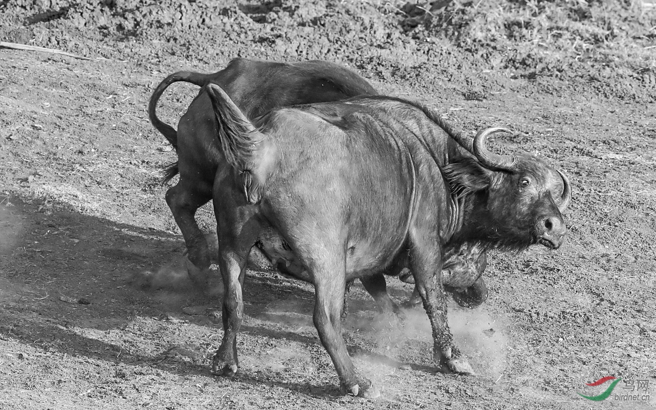 野牛打架