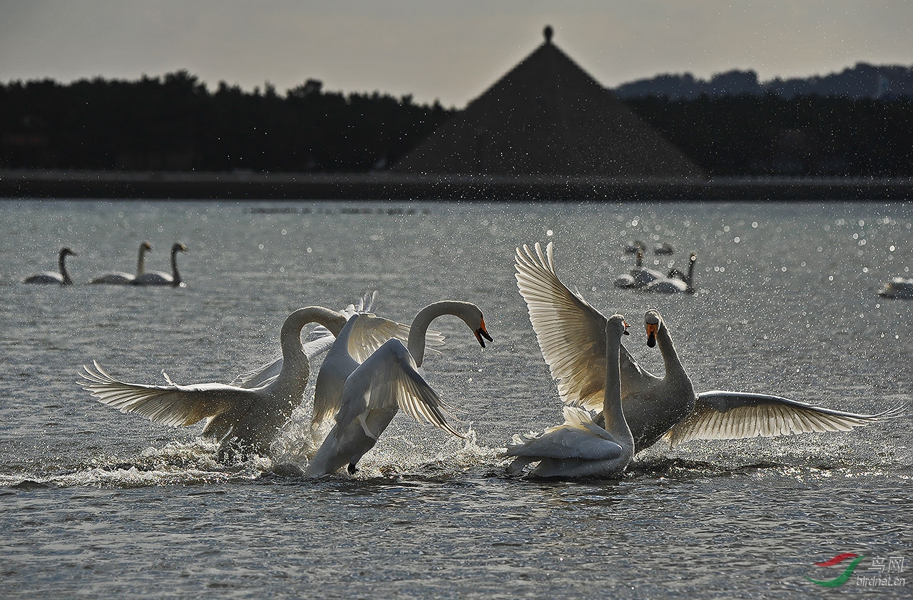 DSC_7471-0-0.jpg