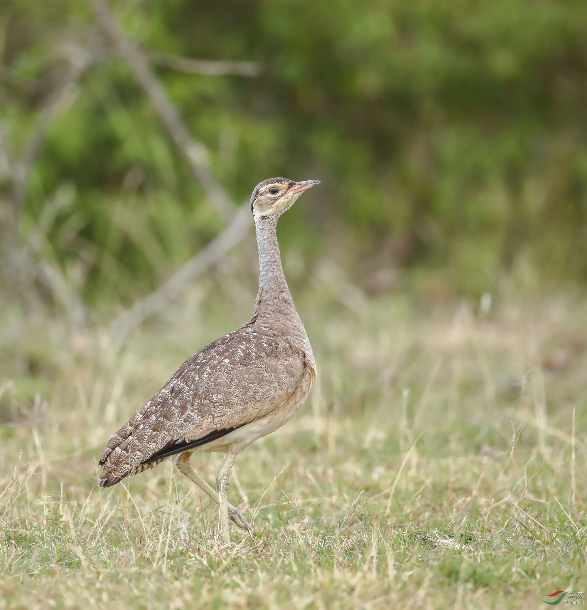 白腹鸨    (1).jpg