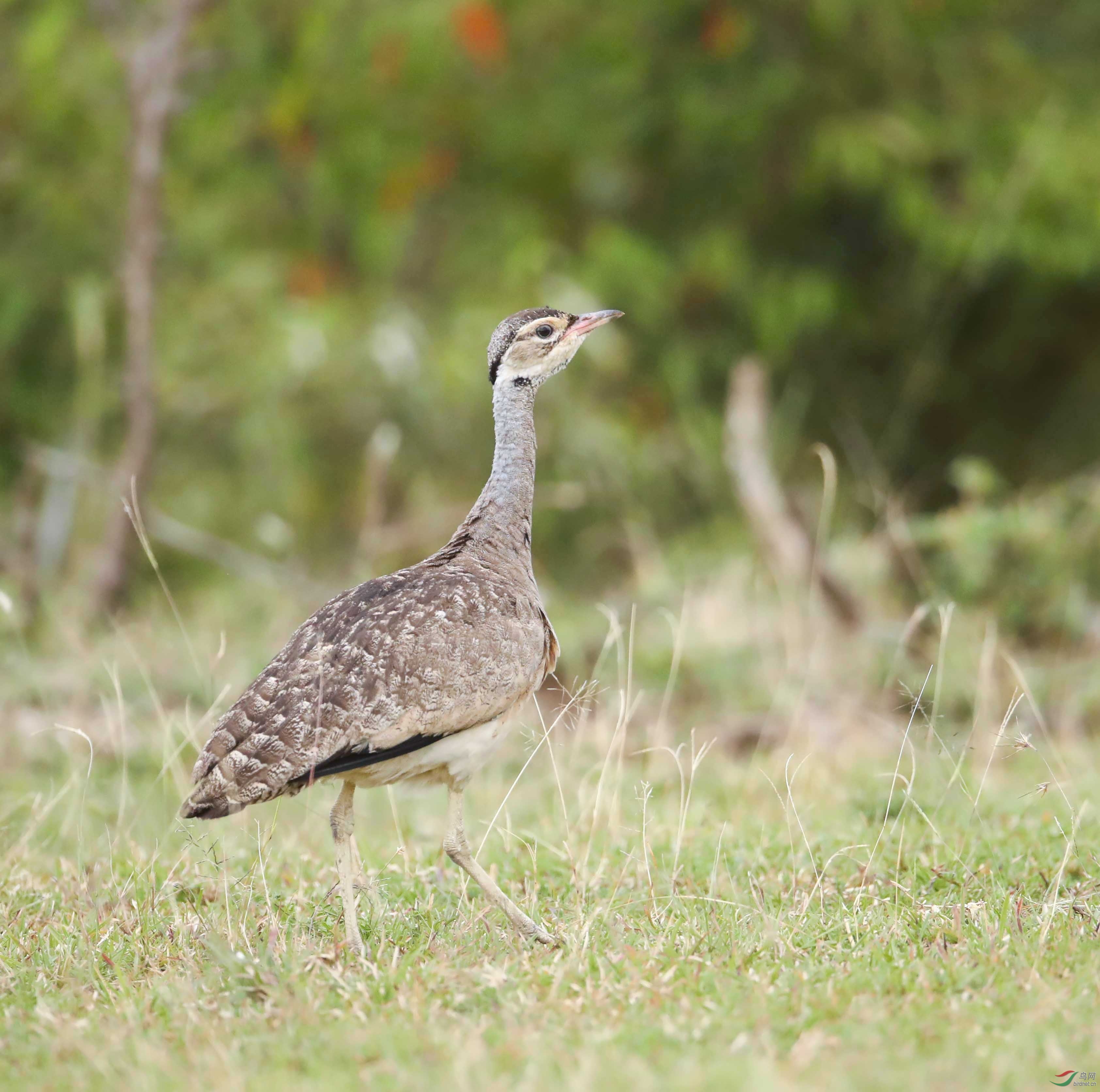 白腹鸨    (3).jpg