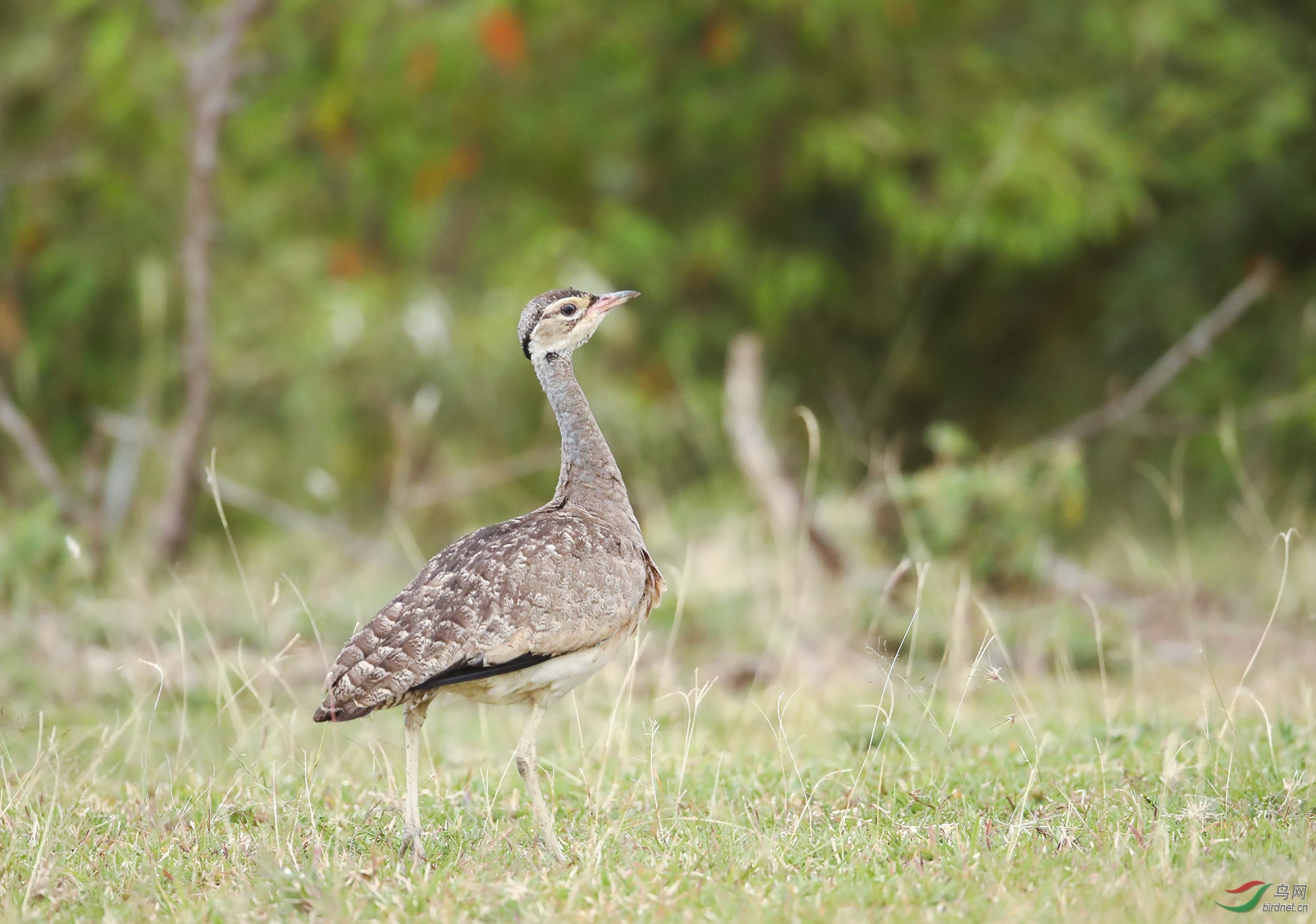 白腹鸨    (4).jpg
