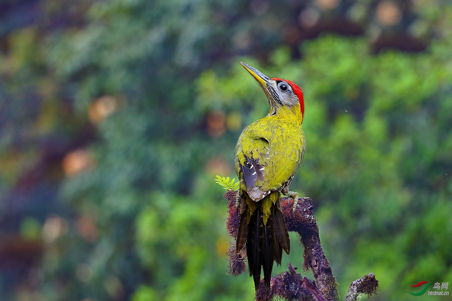 �������� ��ʦ������̩��.jpg