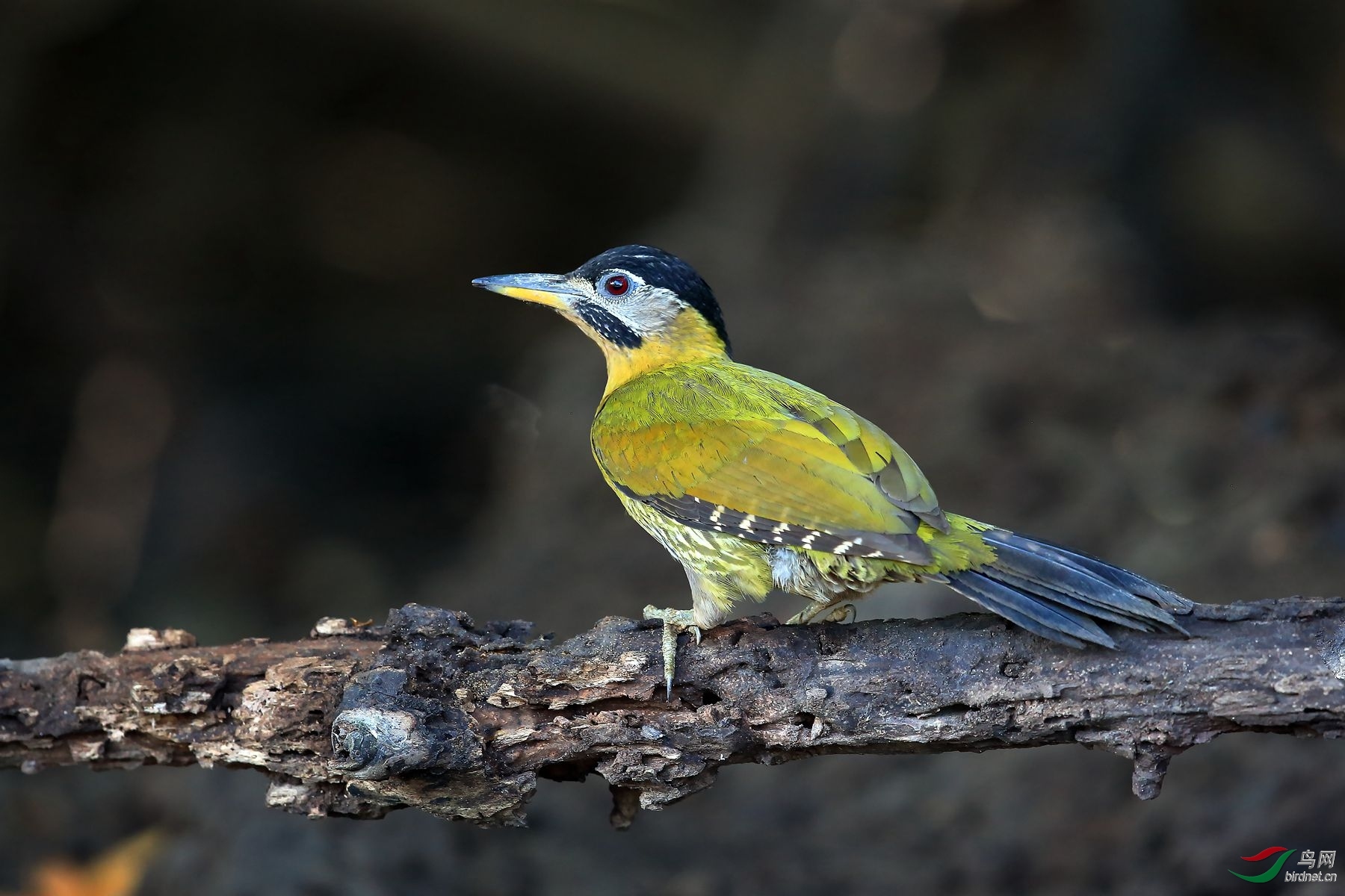 ������Ӱ ��ʦ����2.jpg