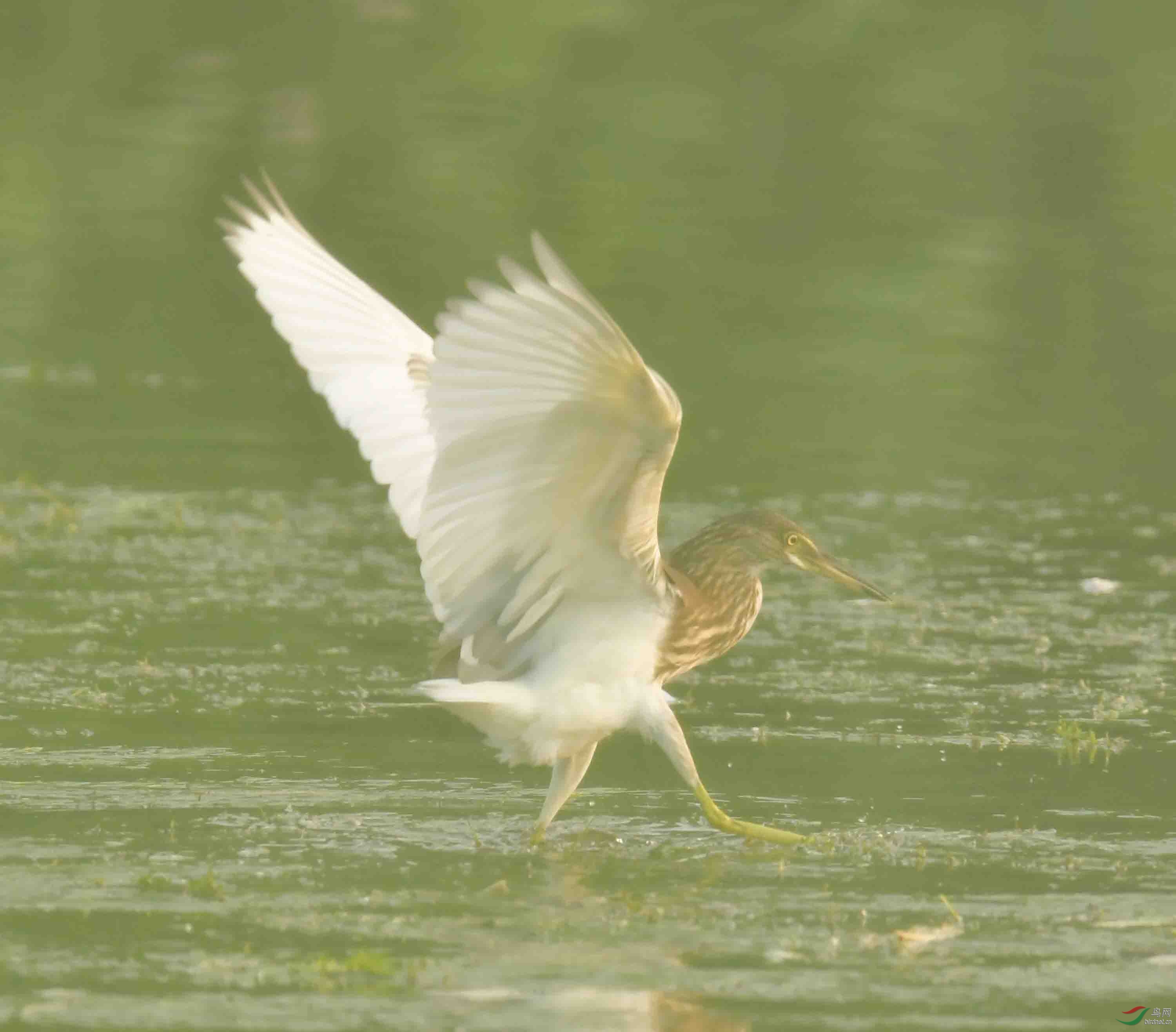 一组池鹭飞(摄于清河)