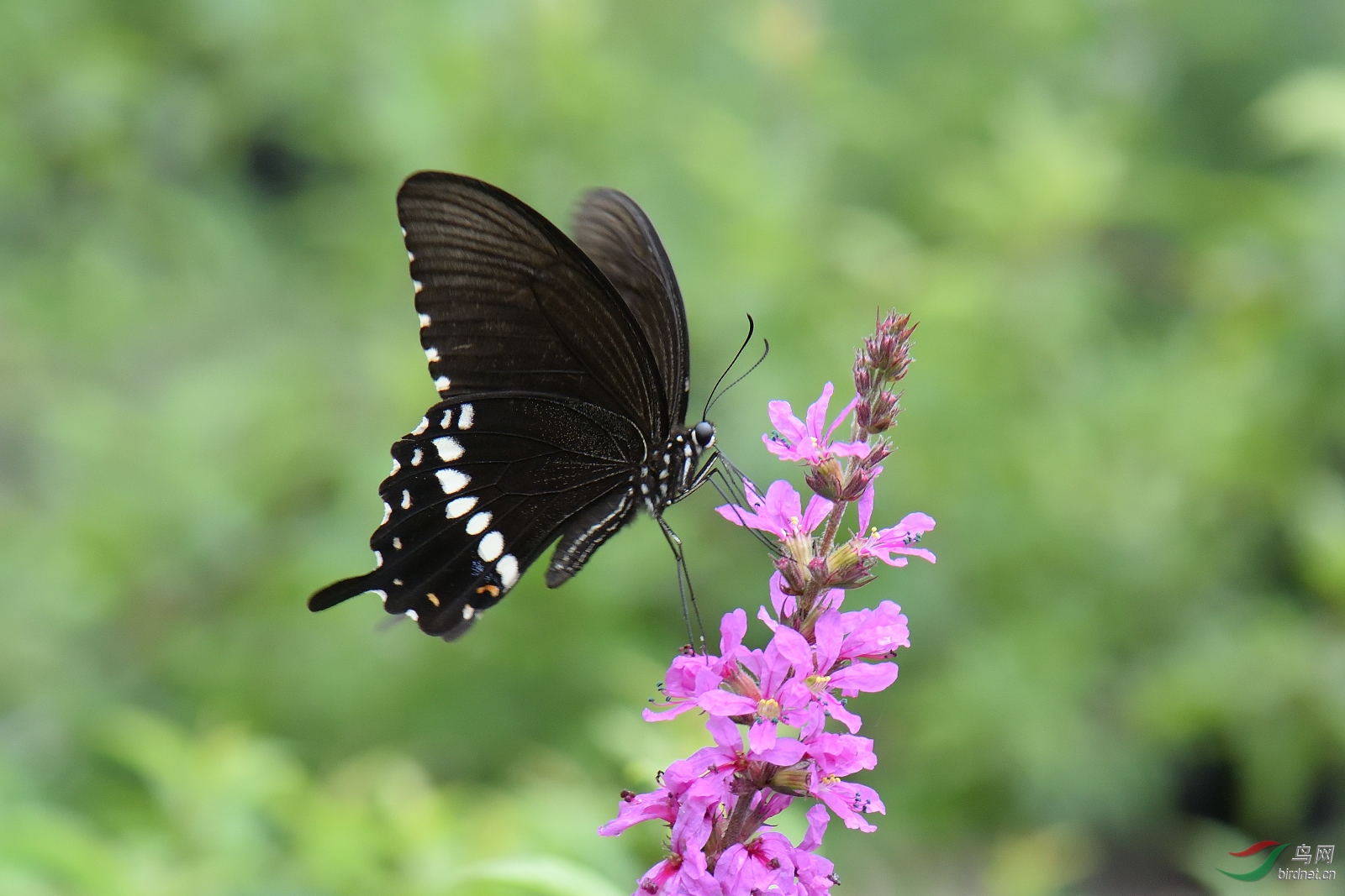 DSC_5521_00003.jpg