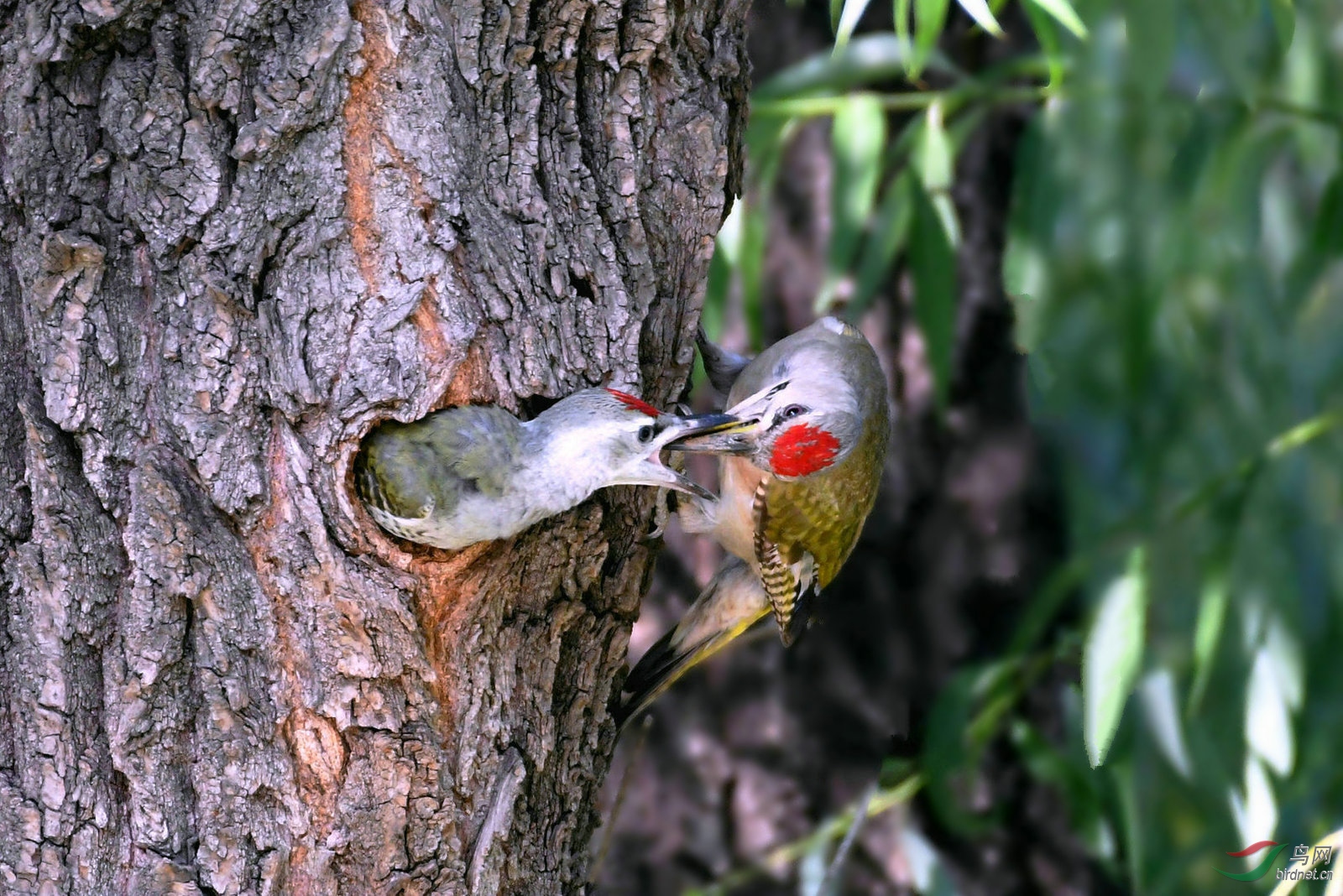 DSC_7009.JPG