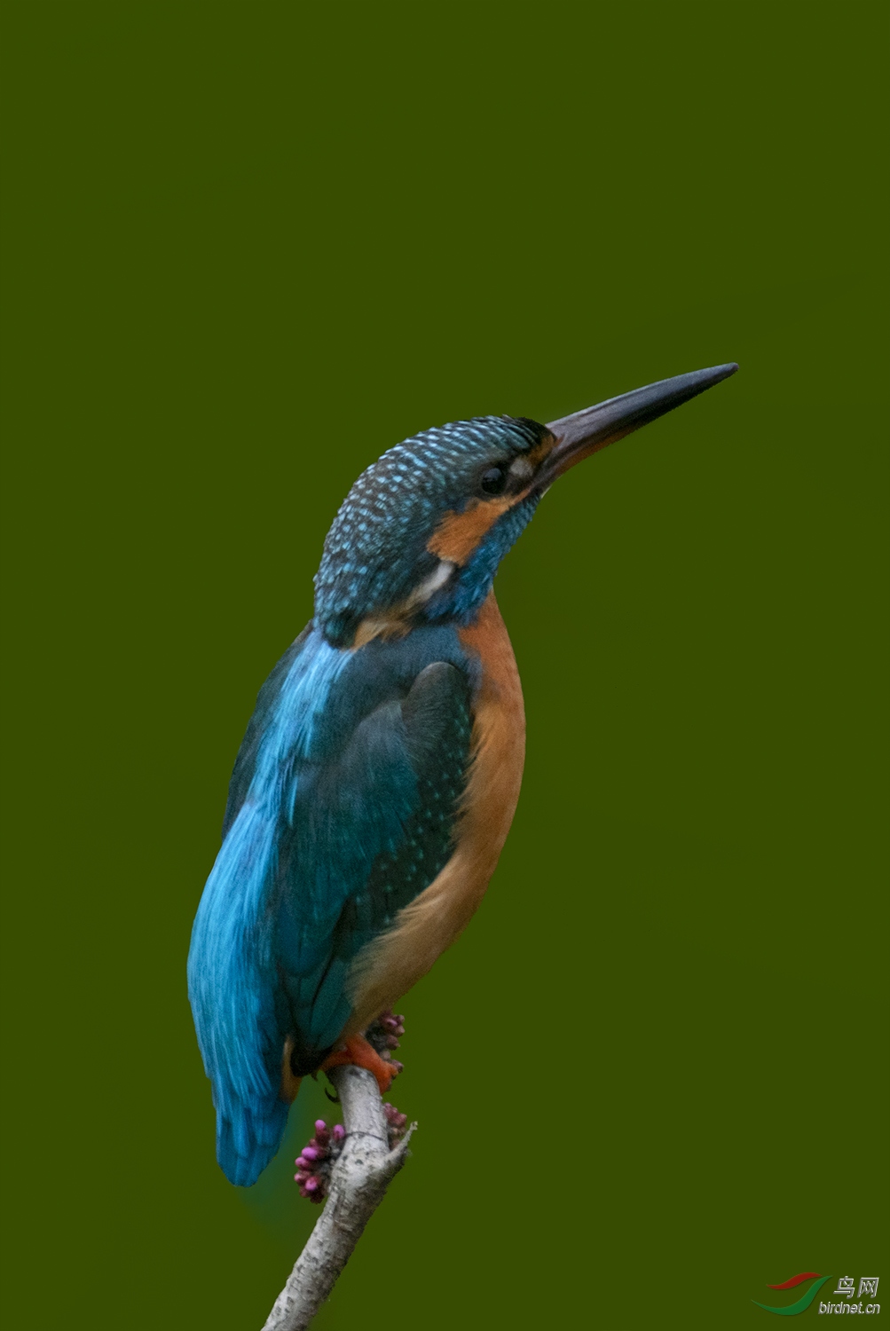_DSF1691.jpg