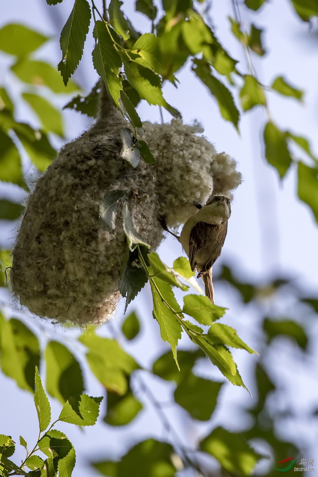 修筑鸟窝的攀雀