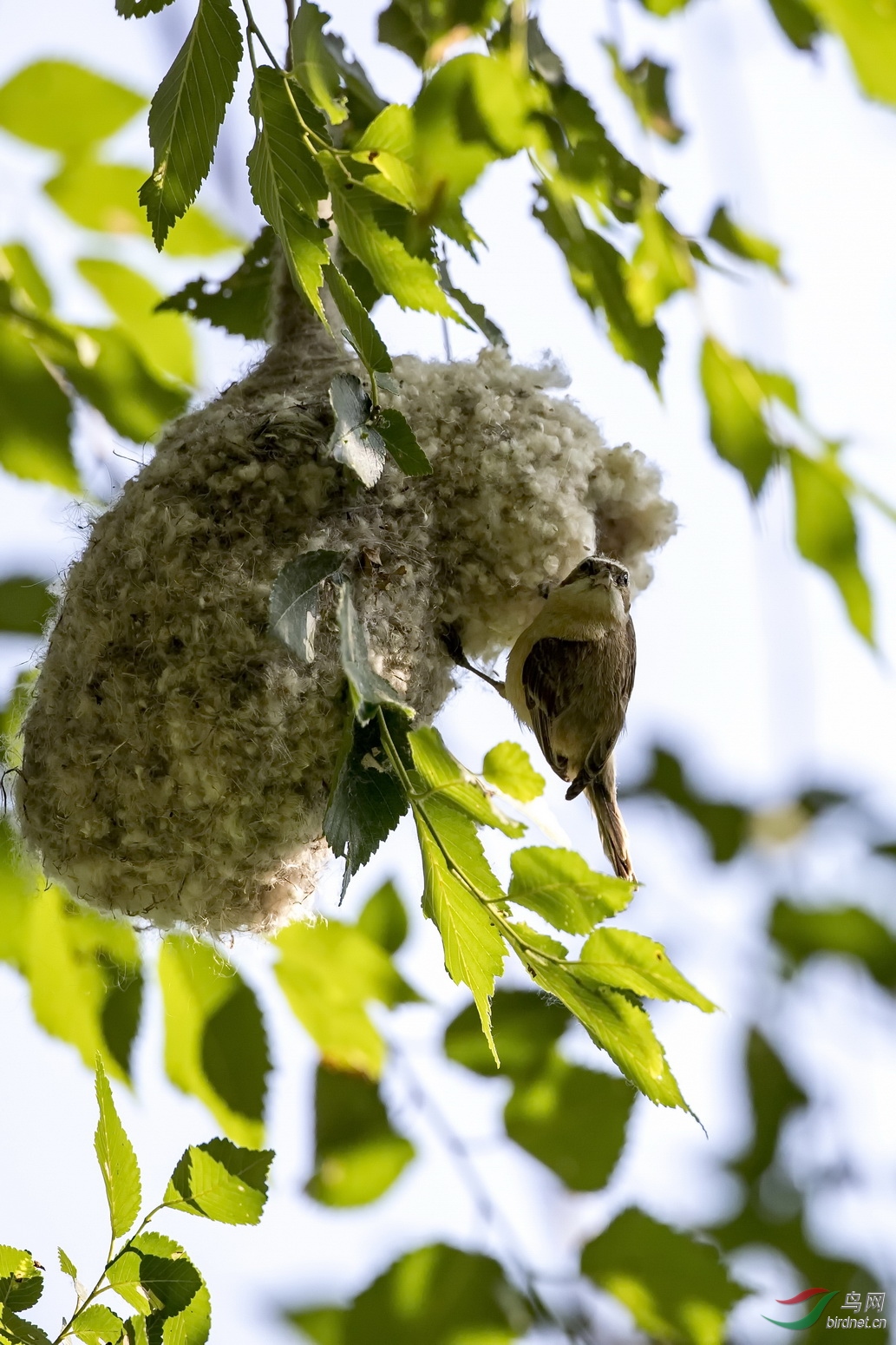 修筑鸟窝的攀雀
