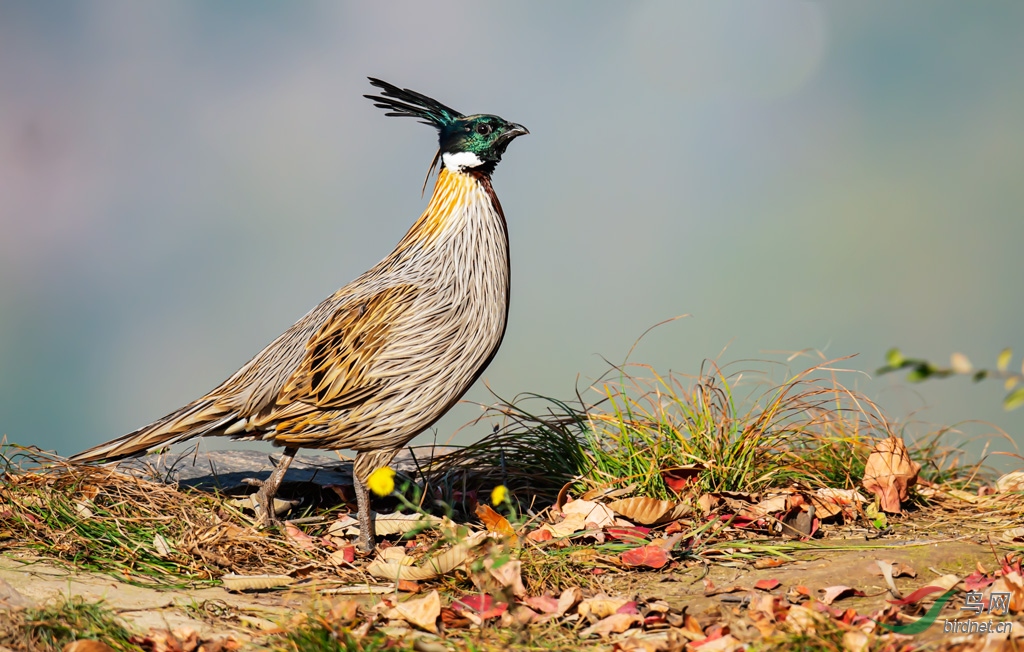 DSC_1088-0.jpg