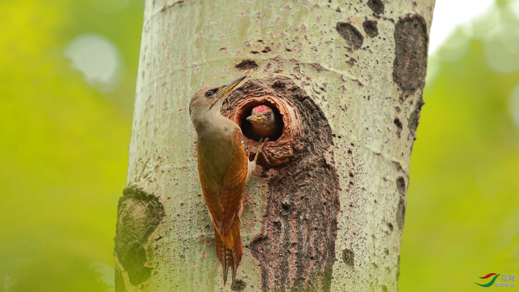 灰头绿啄木鸟1年繁殖1窝,5月初即有开始产卵的.