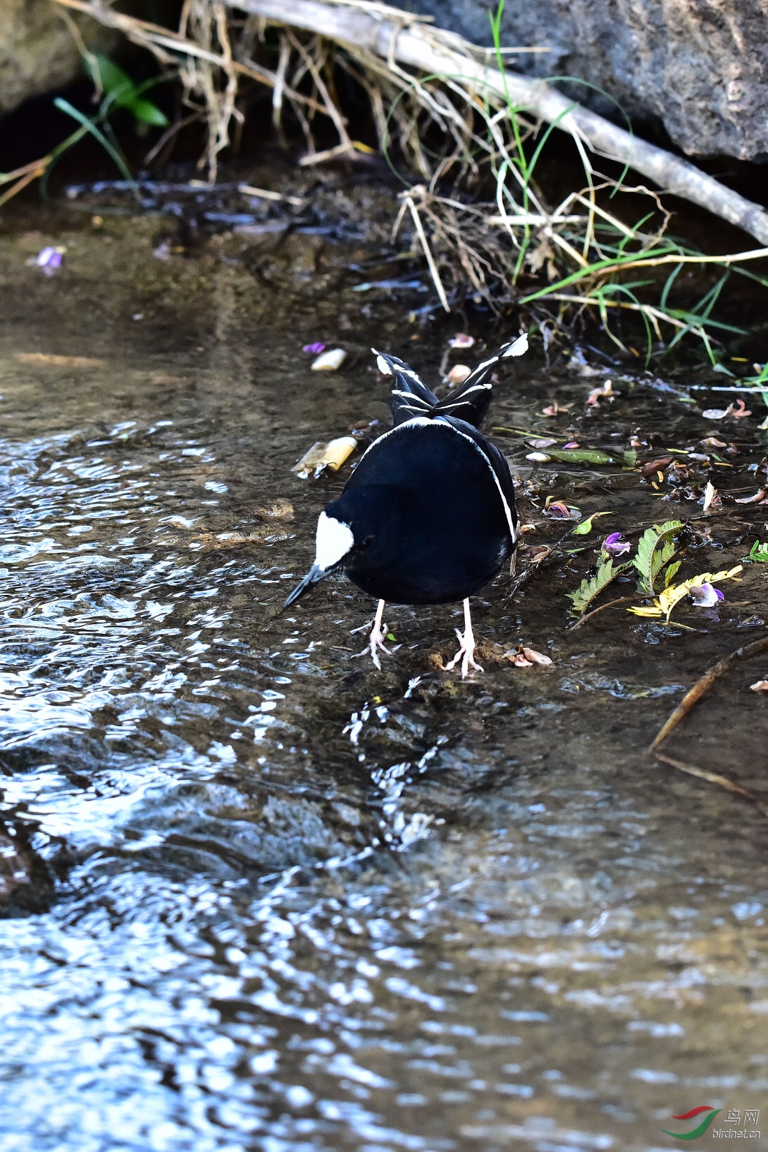 DSC_0335.JPG