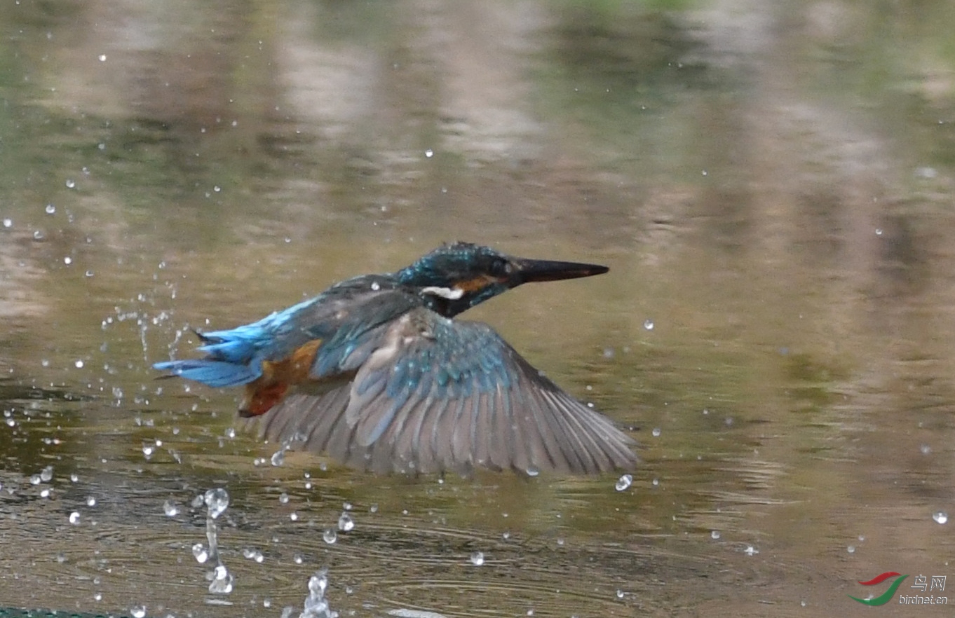 ������Ӱ 376����.jpg