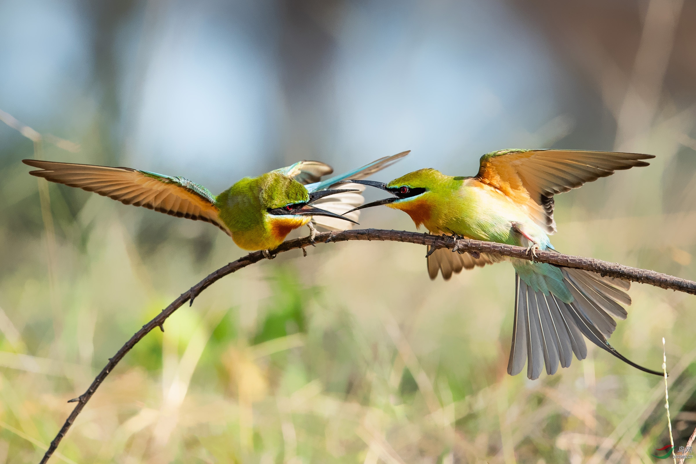 [林鸟] 争斗--蜂虎