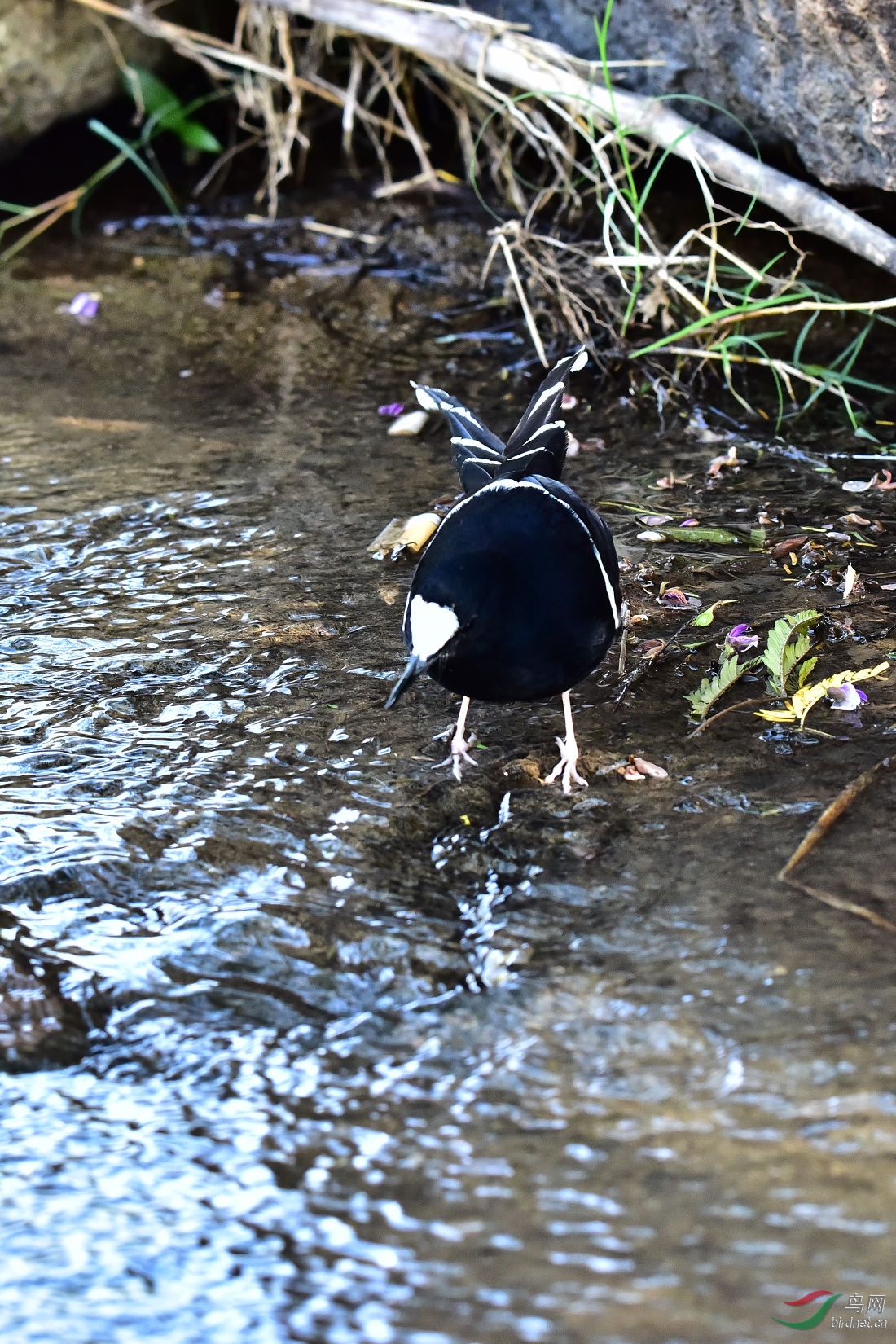 DSC_0338.JPG