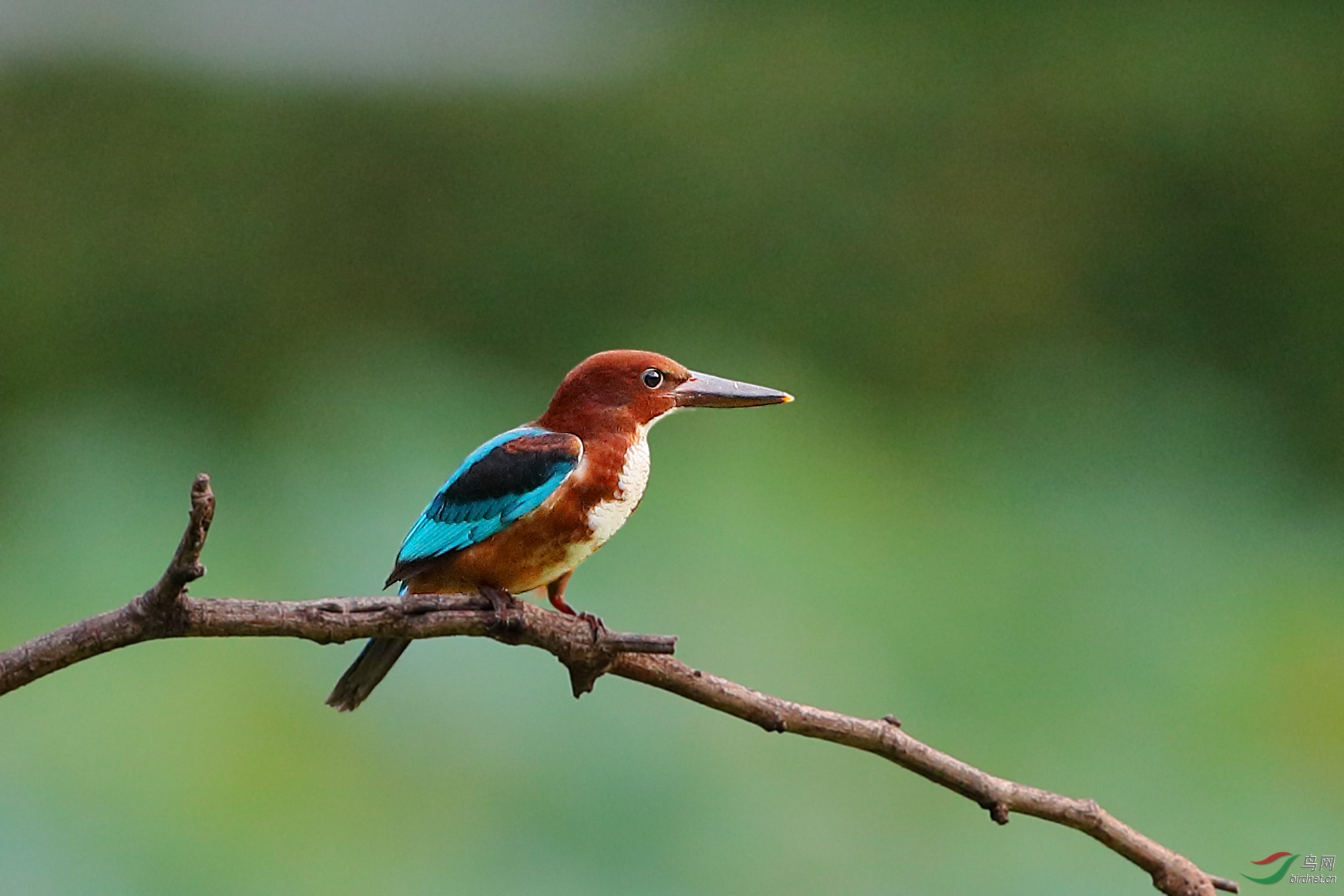 白胸翡翠亚成鸟