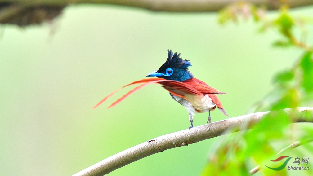 回眸一瞪红寿带鸟祝贺荣获首页精华