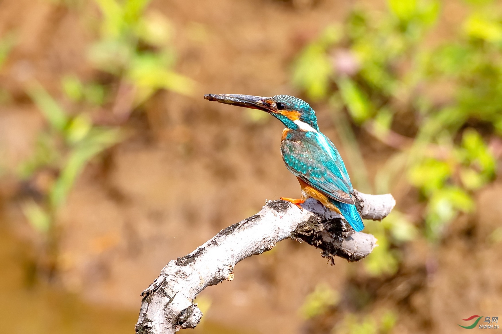 神气十足的小翠.