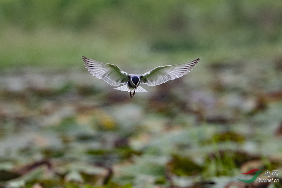 DSC_5930.jpg