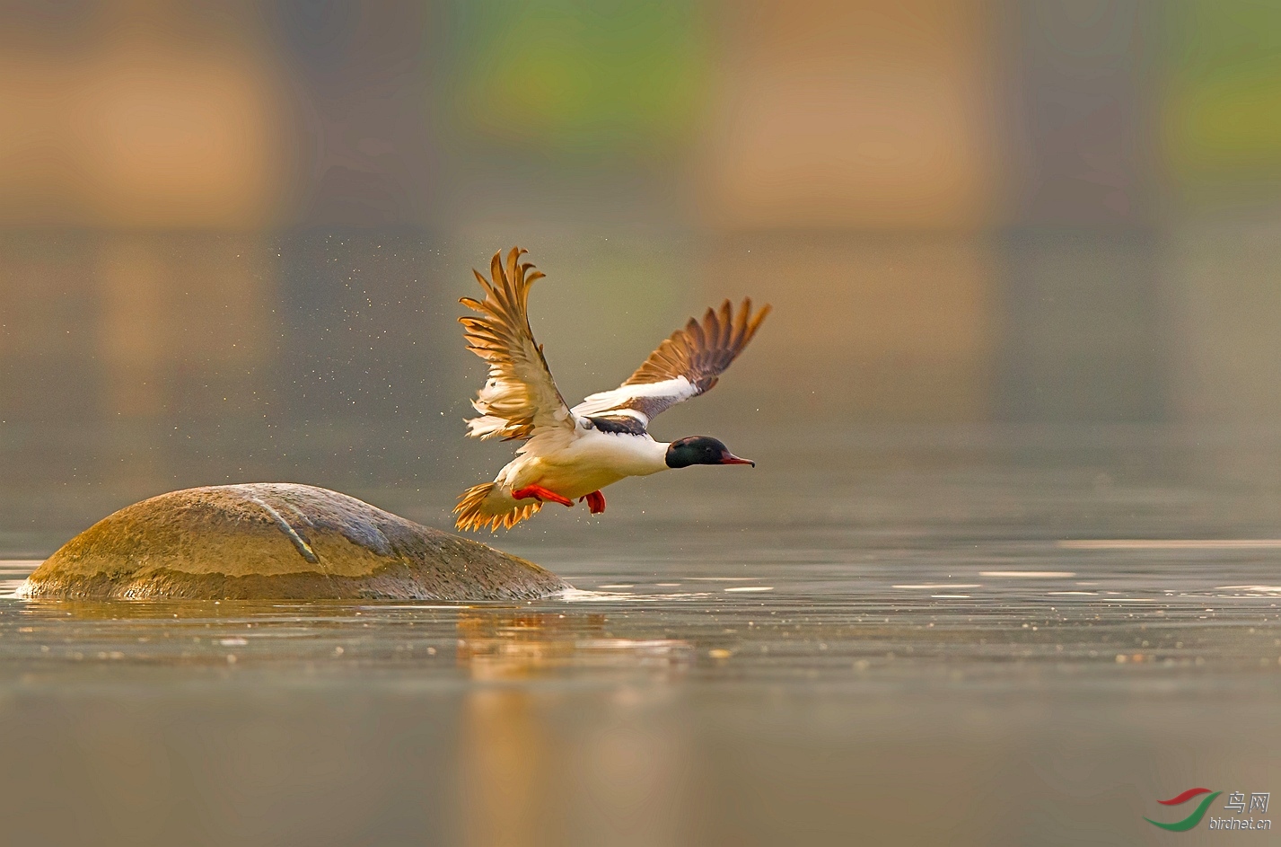 DSC_7082����_����m.jpg