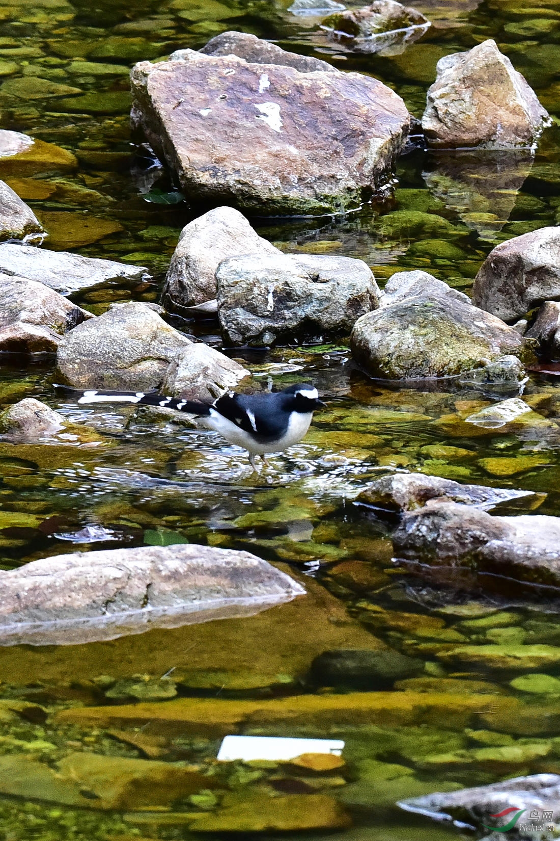 DSC_0354.JPG