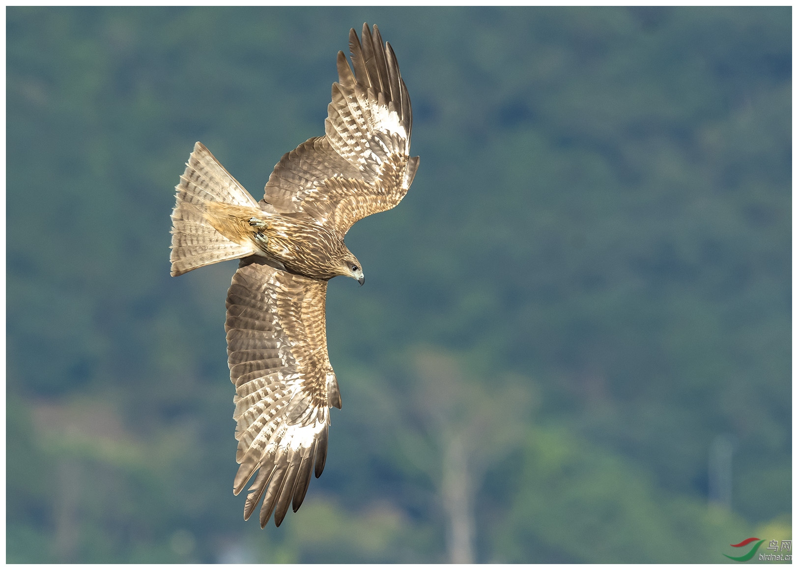 ��53.jpg