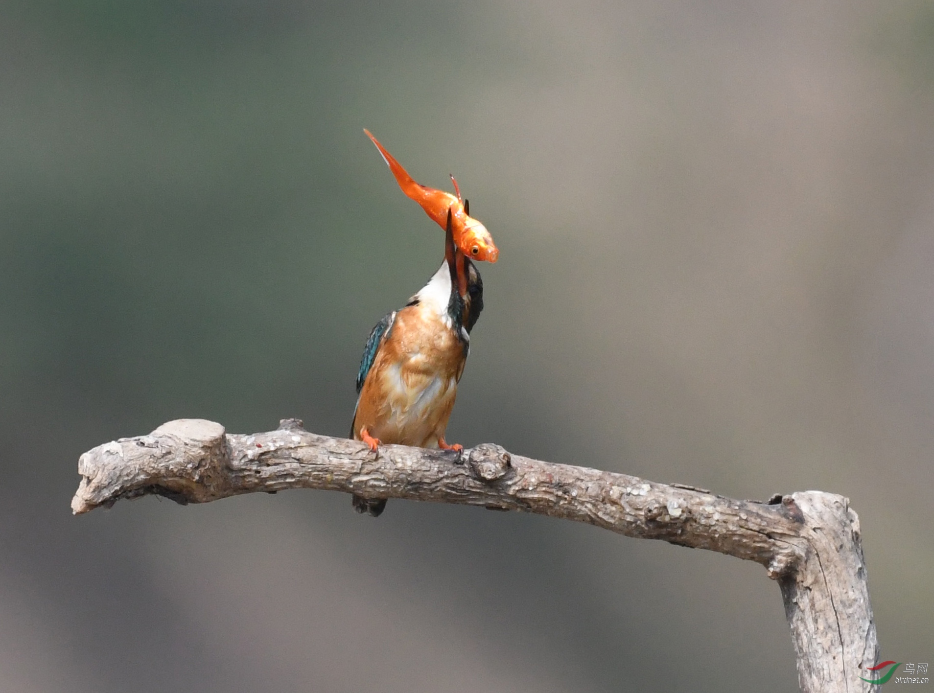 ������Ӱ 747����.jpg