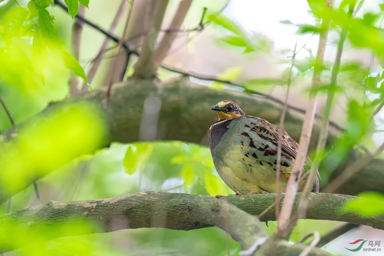 手持600gm野拍树上白眉山鹧鸪
