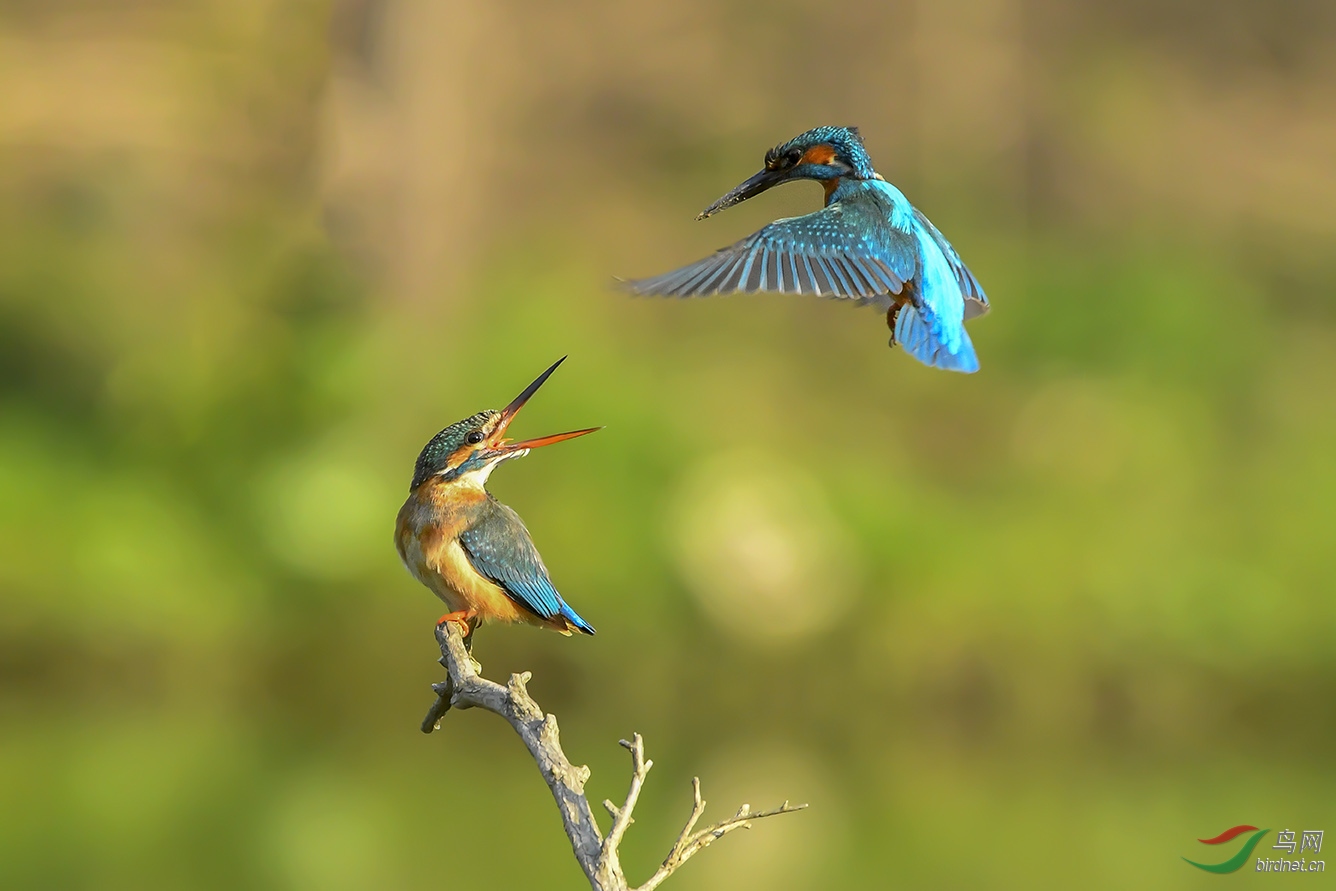 DSC_9460-2.jpg