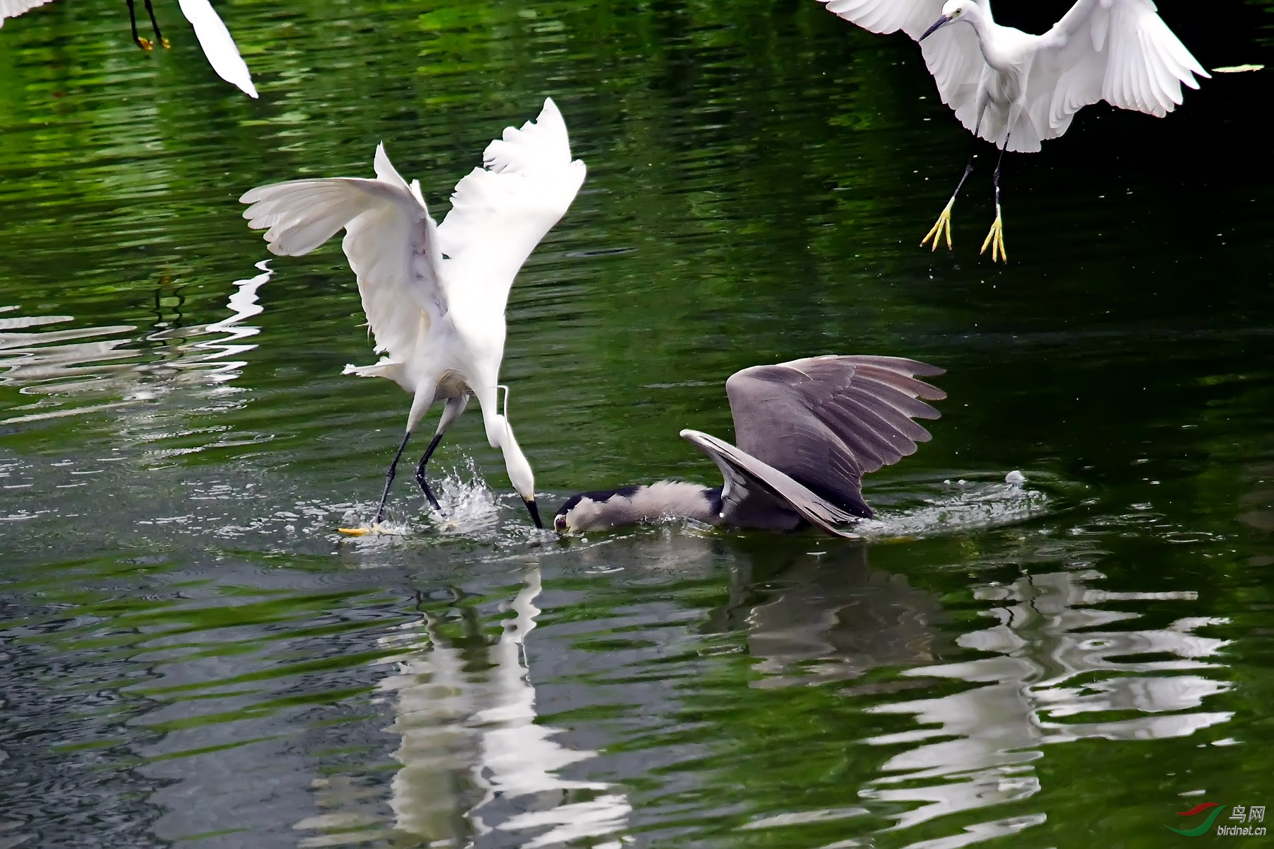 DSC_0954.jpg