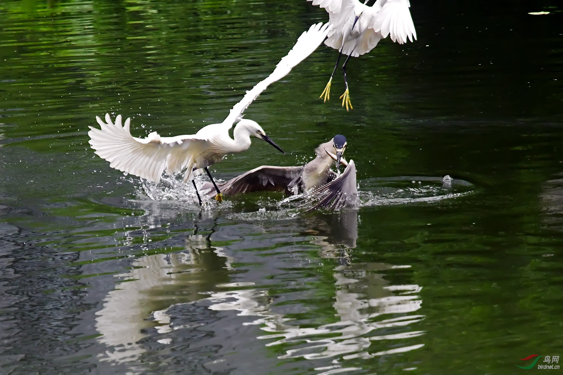 DSC_0956.jpg