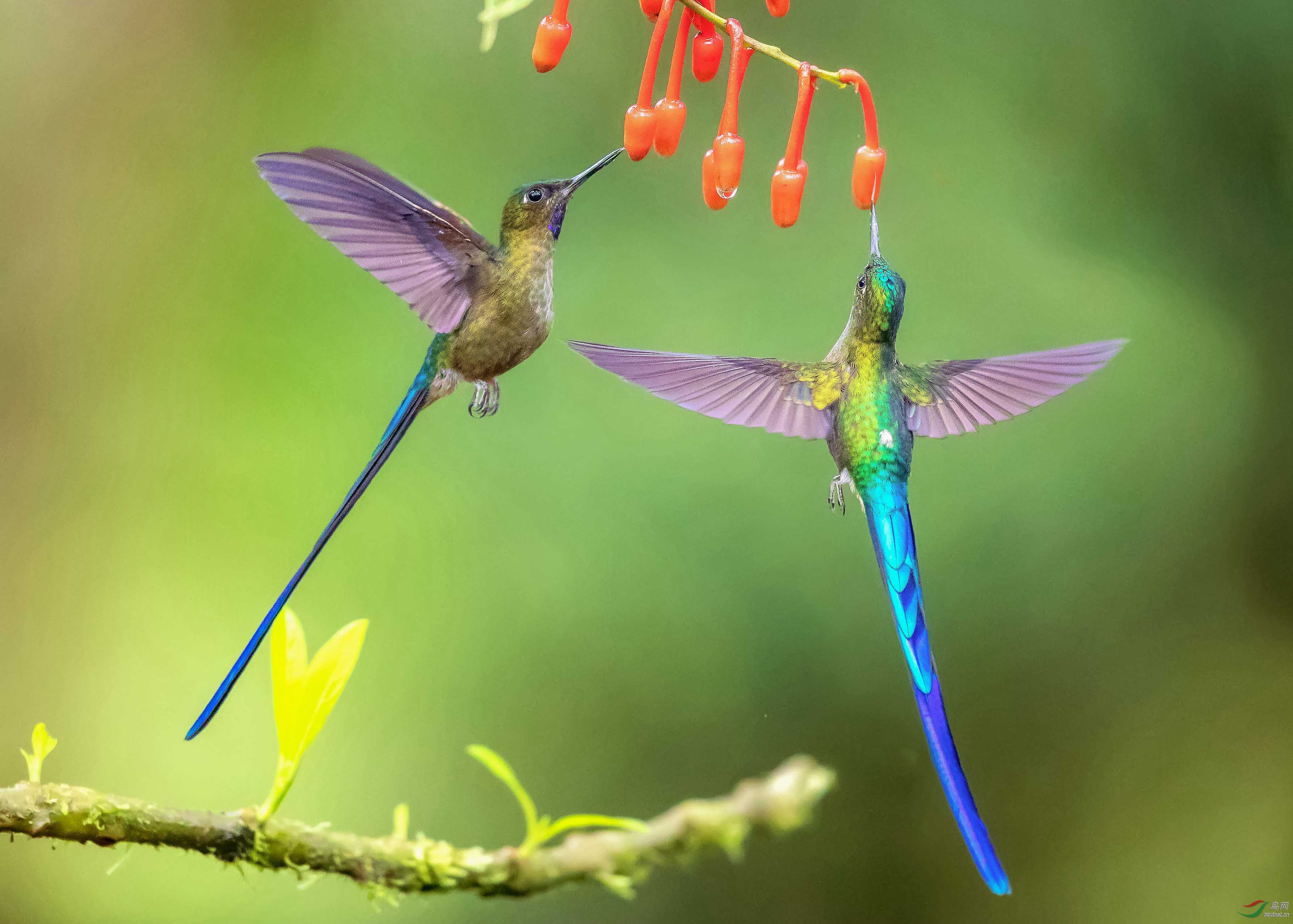 紫长尾巴蜂鸟(祝贺荣获首页精华!