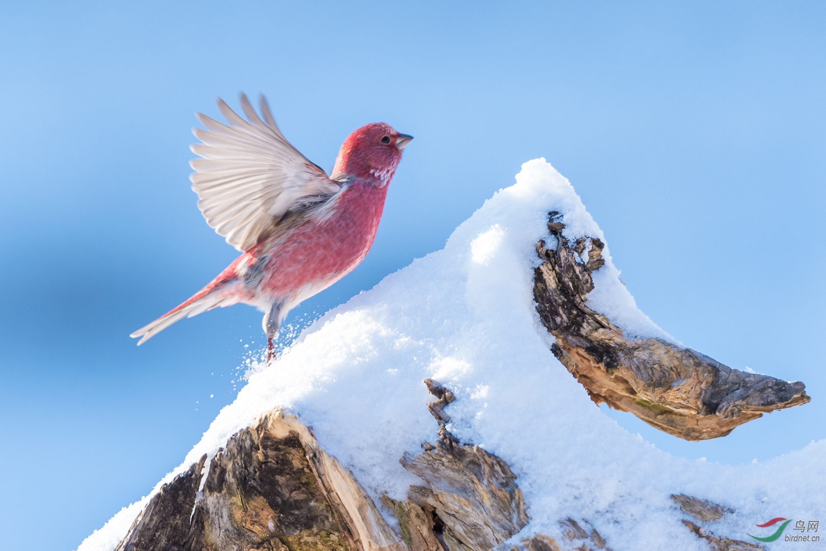 DSC_2105-2.jpg