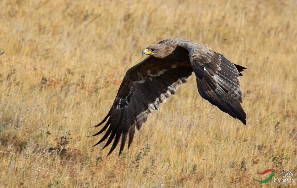 DSC_5738-0.jpg