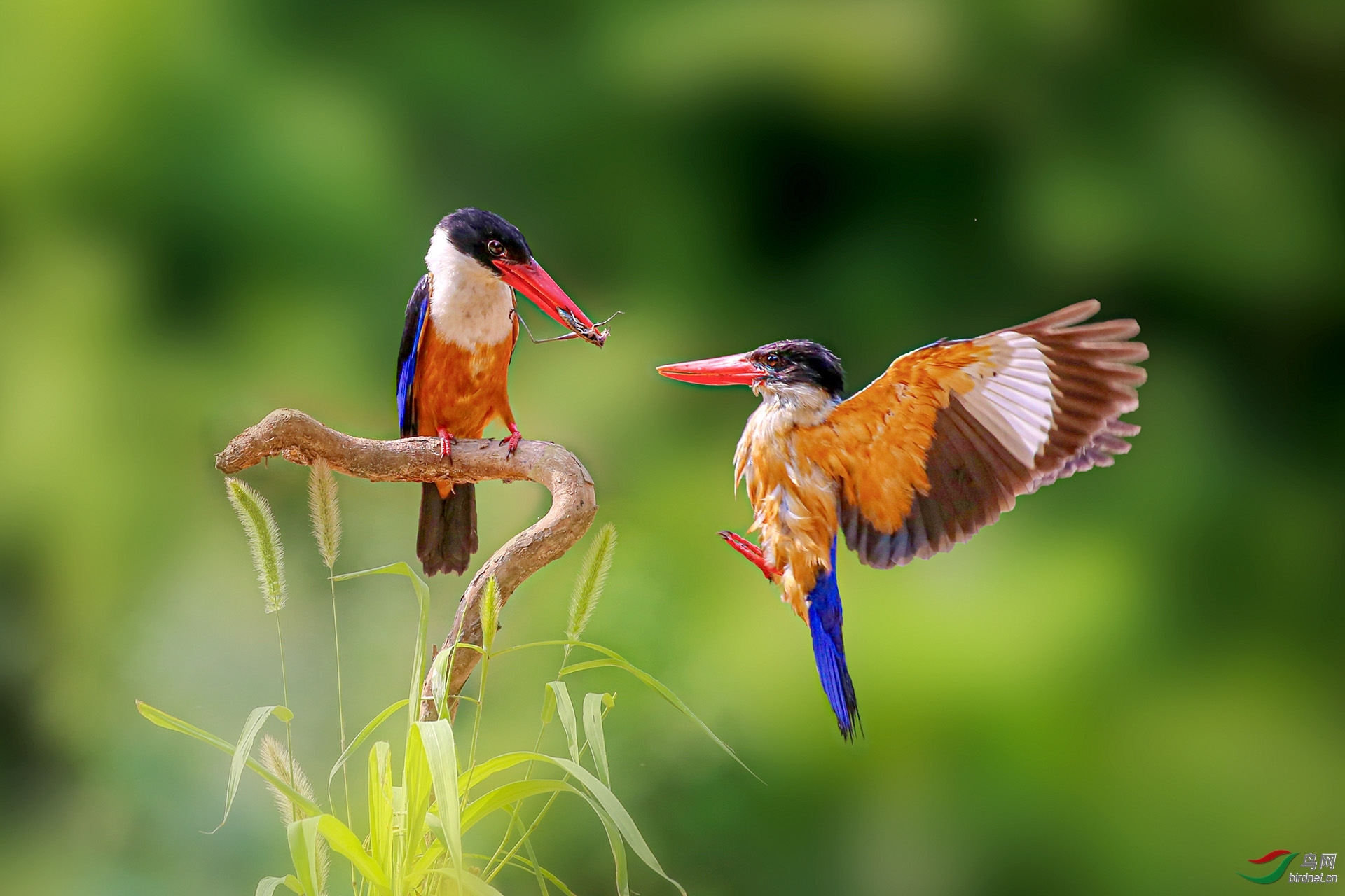 2020年6月份 北京版荣获每日一图 首页精华 版块佳作集锦!