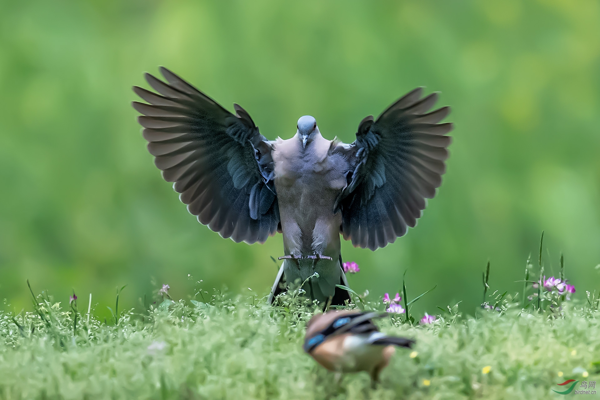 DSC_42767500k.jpg