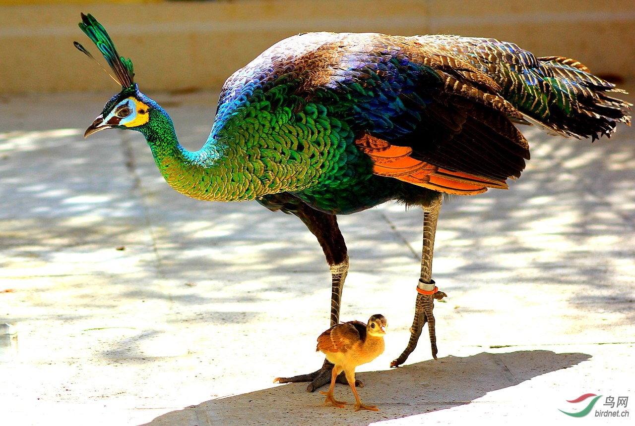 1280px-peacocks_777.jpg