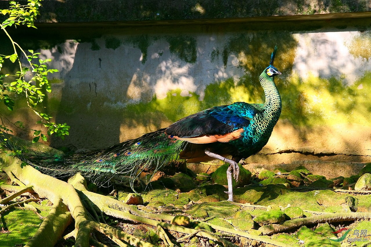 1280px-peafowl_at_the_taipei_zoo.jpg