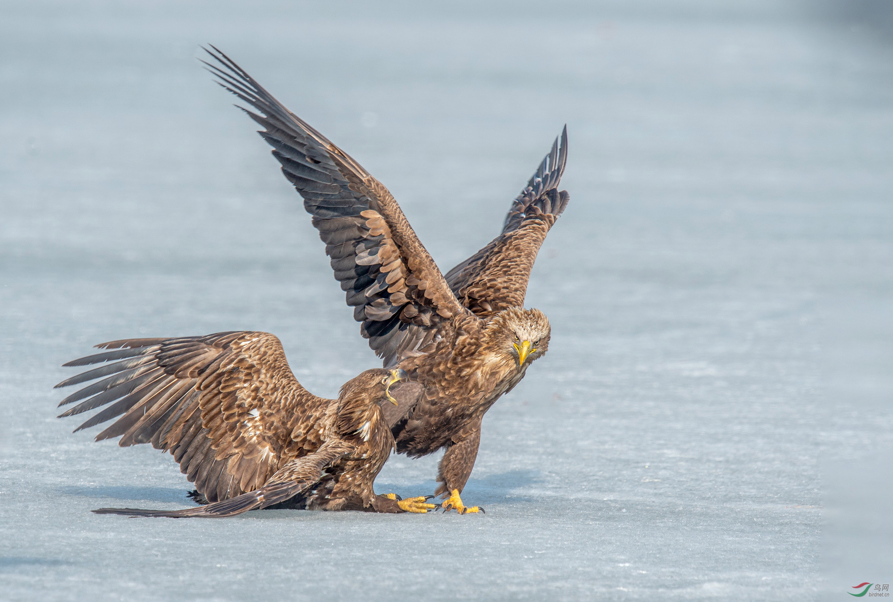 DSC_1621-1.jpg