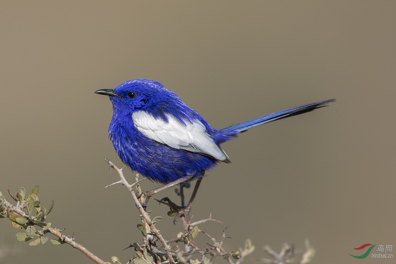 1280px-white-winged_fairywren.jpg
