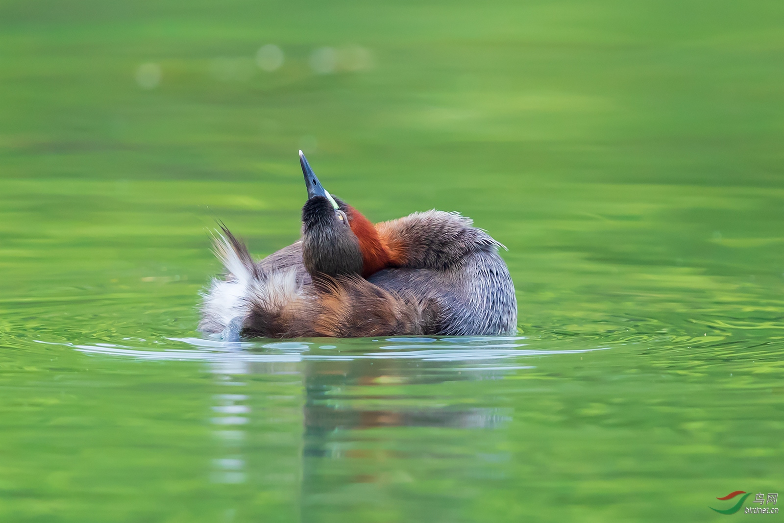 1DX_1146-1.jpg