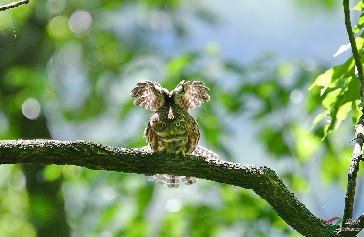 DSC_2808a.JPG