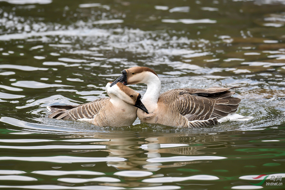 DSC_p2648.jpg