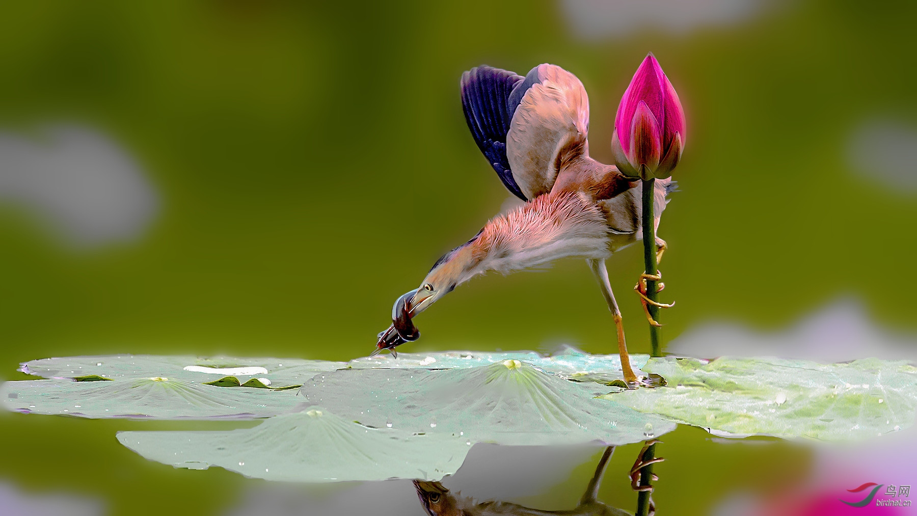 DSC_2982-�ָ���_����_����_����_���� (4)_����_����.jpg