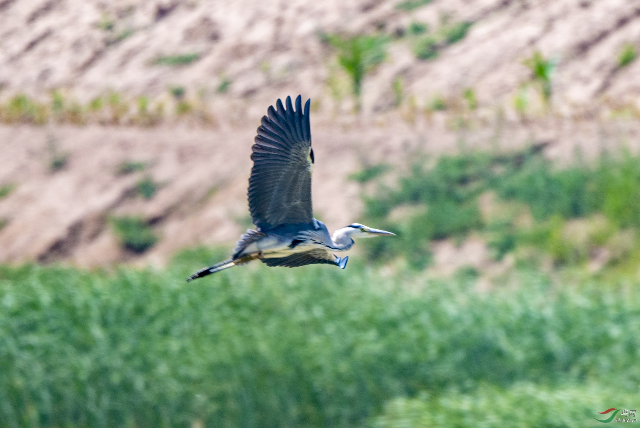 D50_6254.jpg