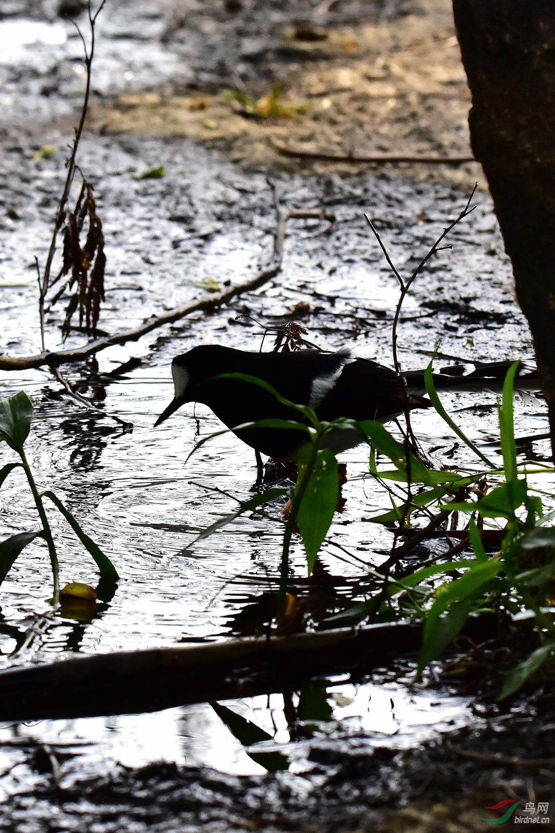 DSC_0382.JPG