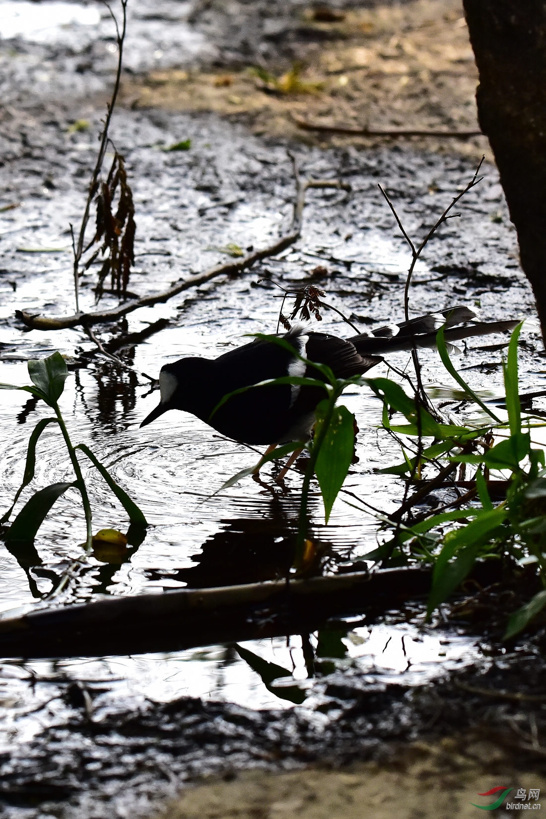 DSC_0384.JPG