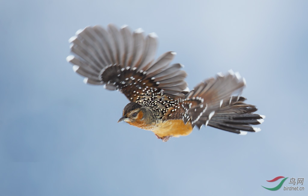 DSC_6103-0.jpg