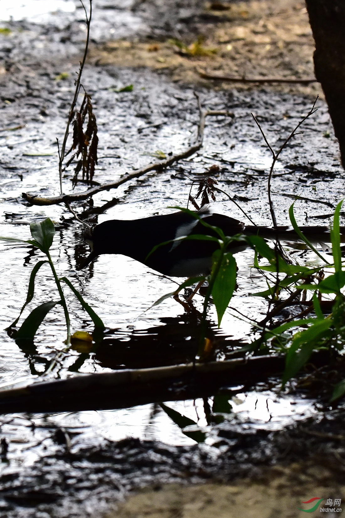 DSC_0386.JPG